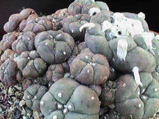 Lophophora williamsii var. 
      caespitosa