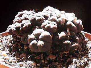 Lophophora williamsii var. 
      caespitosa