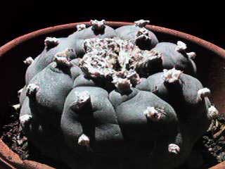 Lophophora williamsii